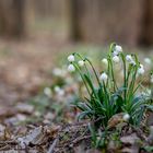 Der Frühling ist im Anmarsch ...