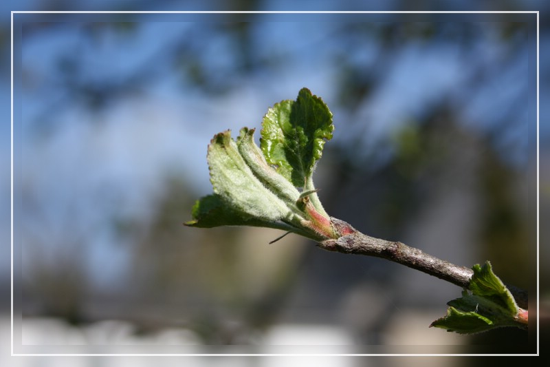 Der Frühling ist im Anmarsch