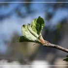 Der Frühling ist im Anmarsch