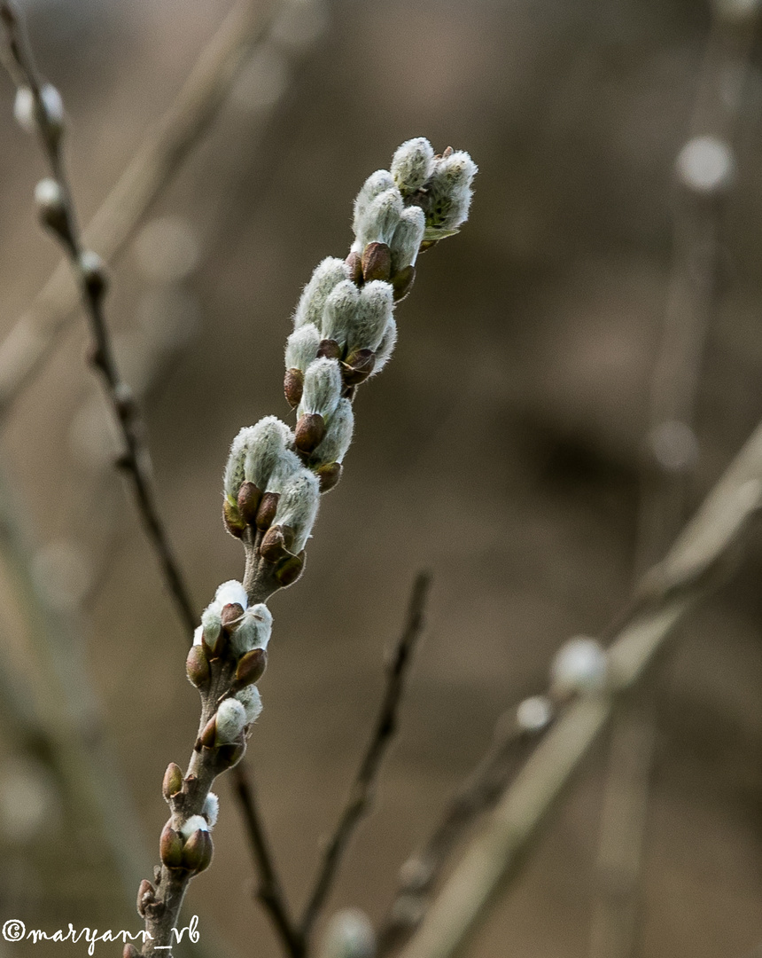 der Frühling ist im Anmarsch