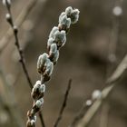 der Frühling ist im Anmarsch