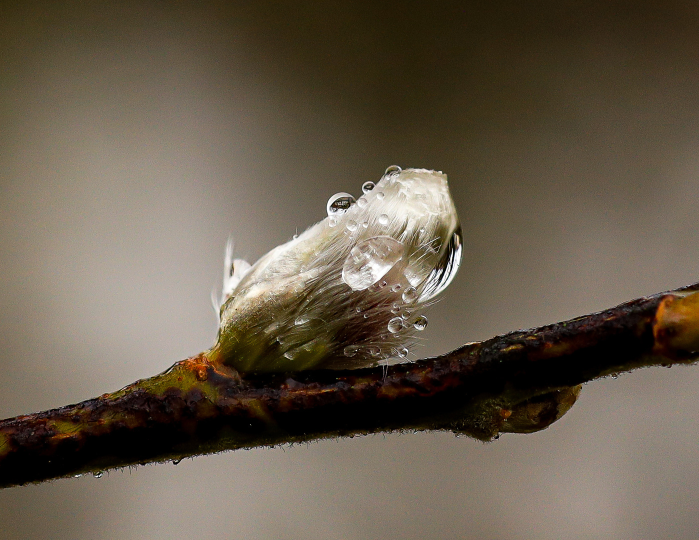 Der Frühling ist im Anmarsch