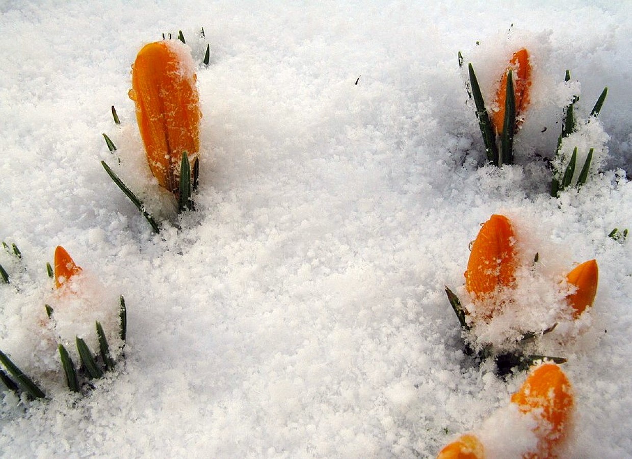 Der Frühling ist im Anmarsch, ganz sicher!