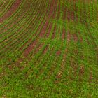 der Frühling ist im Anmarsch oder der Wald im Feld