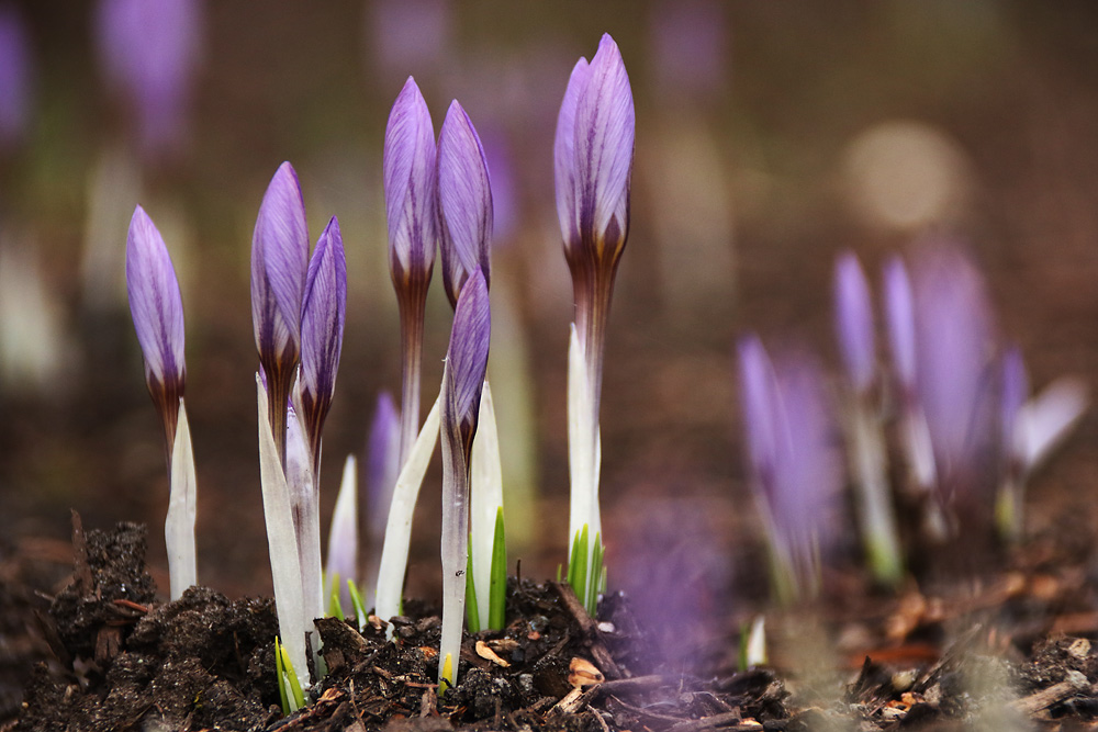 der Frühling ist in den Startlöchern........