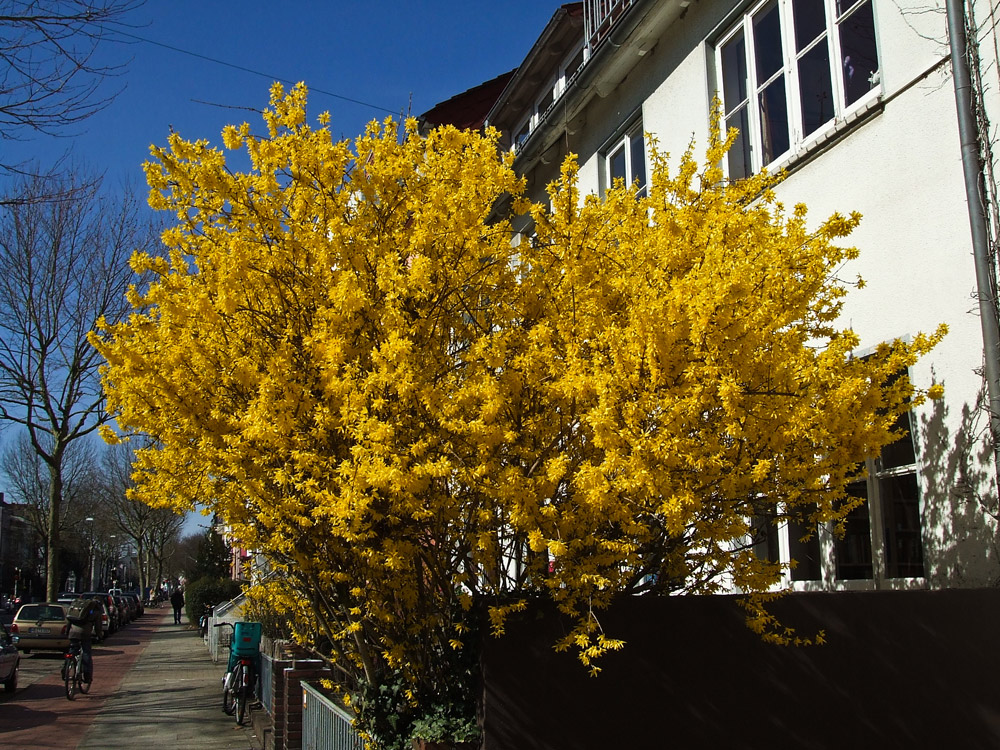 der Frühling ist in der Stadt angekommen.