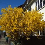 der Frühling ist in der Stadt angekommen.