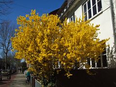 der Frühling ist in der Stadt angekommen.