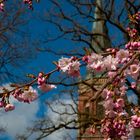 Der Frühling ist in Harsefeld