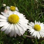 Der Frühling ist in Kleinlüder endlich angekommen