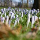 Der Frühling ist in Sicht...