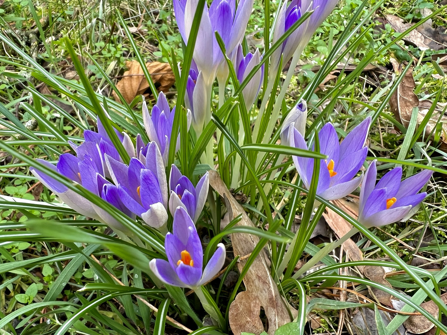 der Frühling ist nah