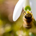 der Frühling ist nah