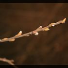 Der Frühling ist nah!