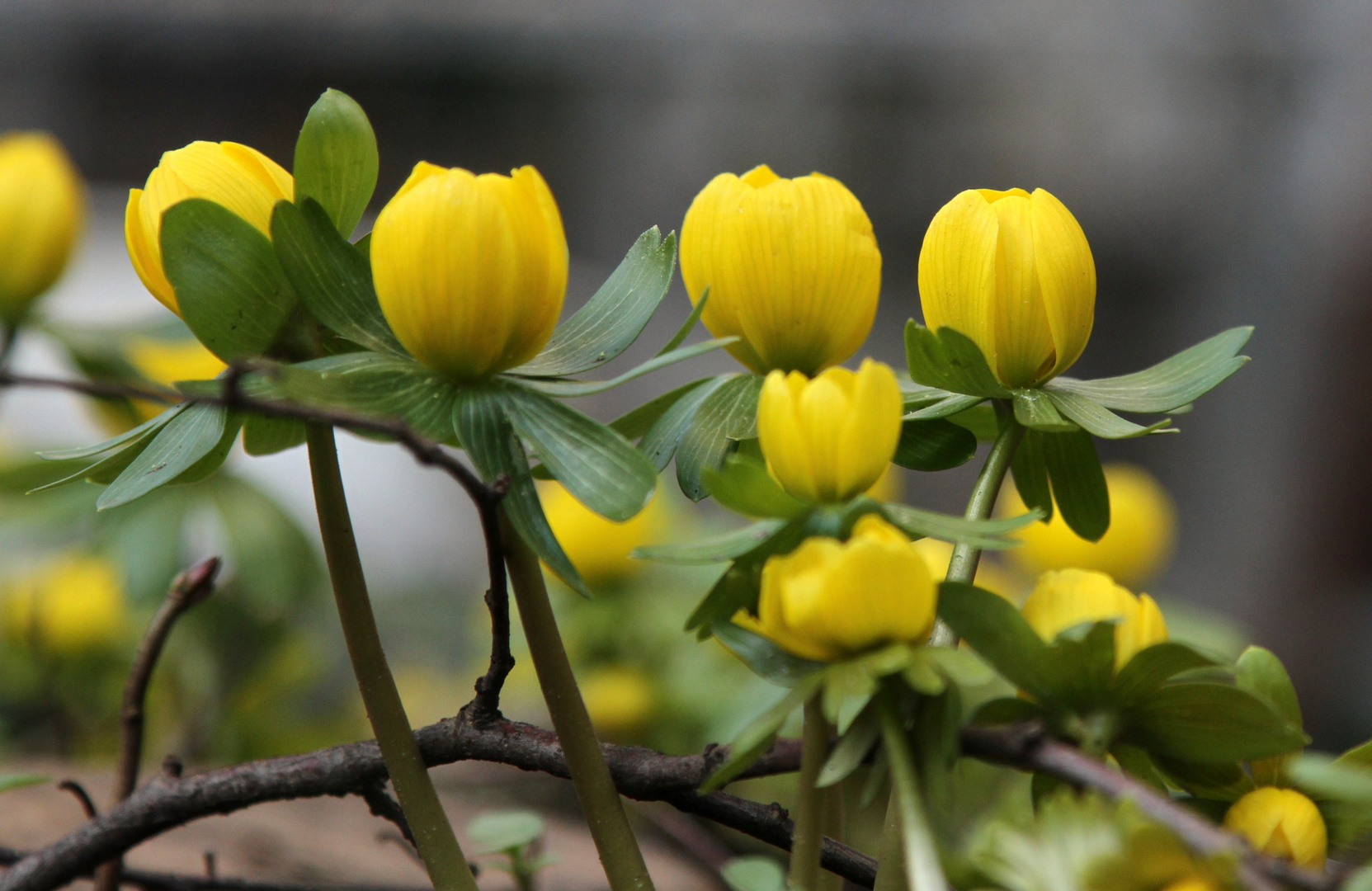 Der Frühling ist nah!