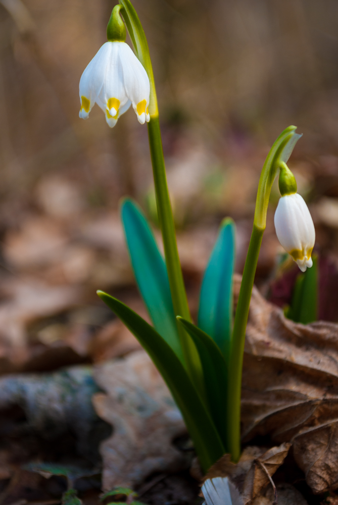 Der Frühling ist nah