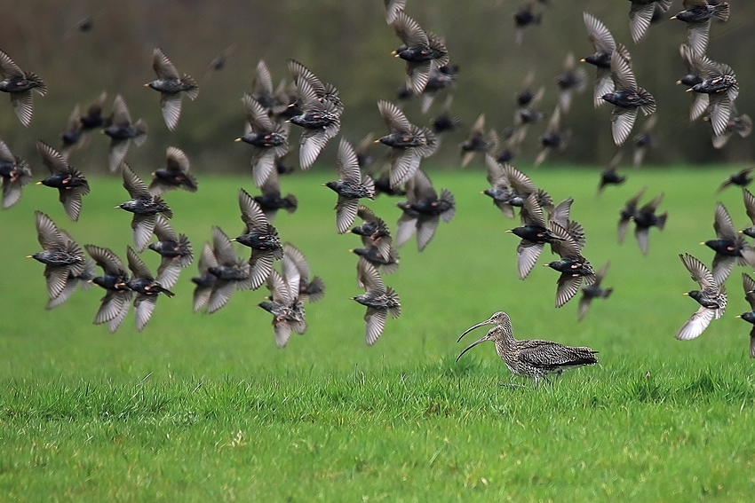 Der Frühling ist nah - Große Brachvögel und Stare sind schon da