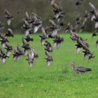 Der Frühling ist nah - Große Brachvögel und Stare sind schon da