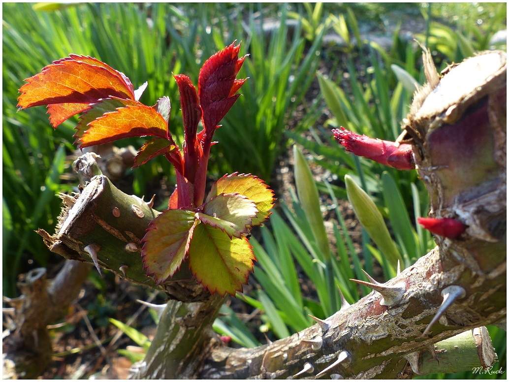 Der Frühling ist nahe ! 04