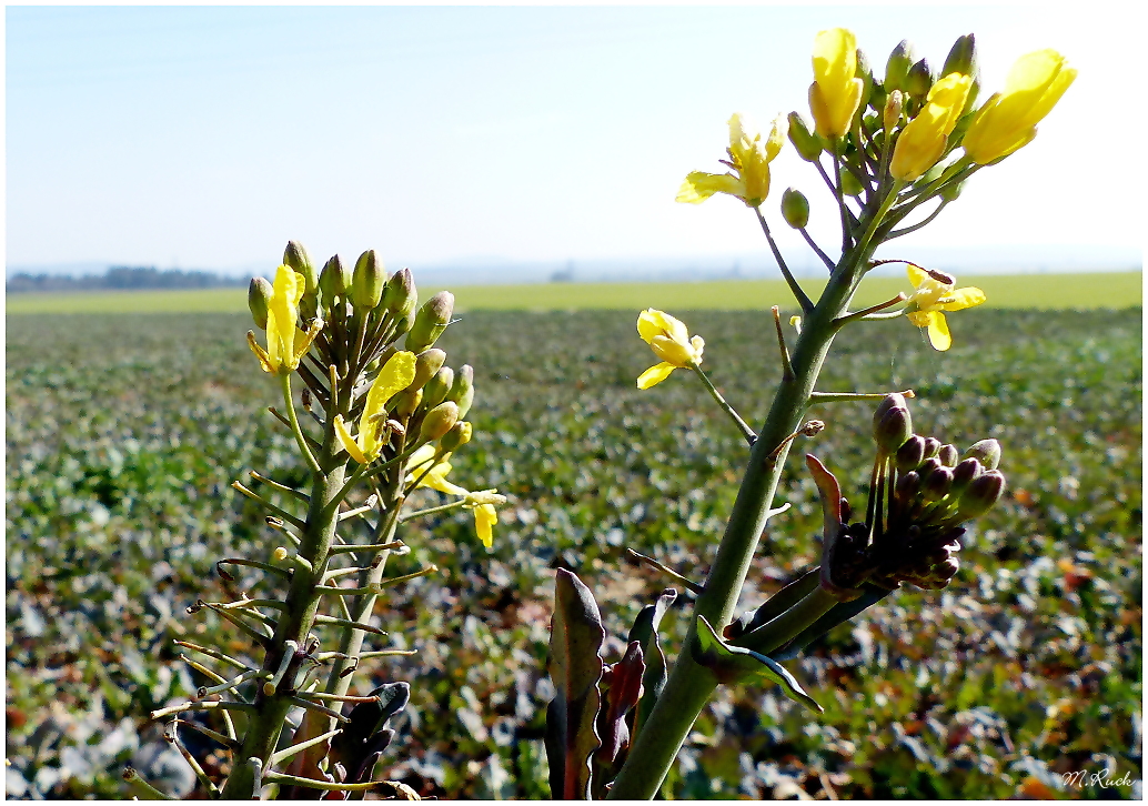 Der Frühling ist nahe ! 06