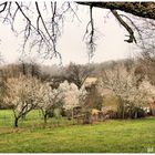 Der Frühling ist Nahe !