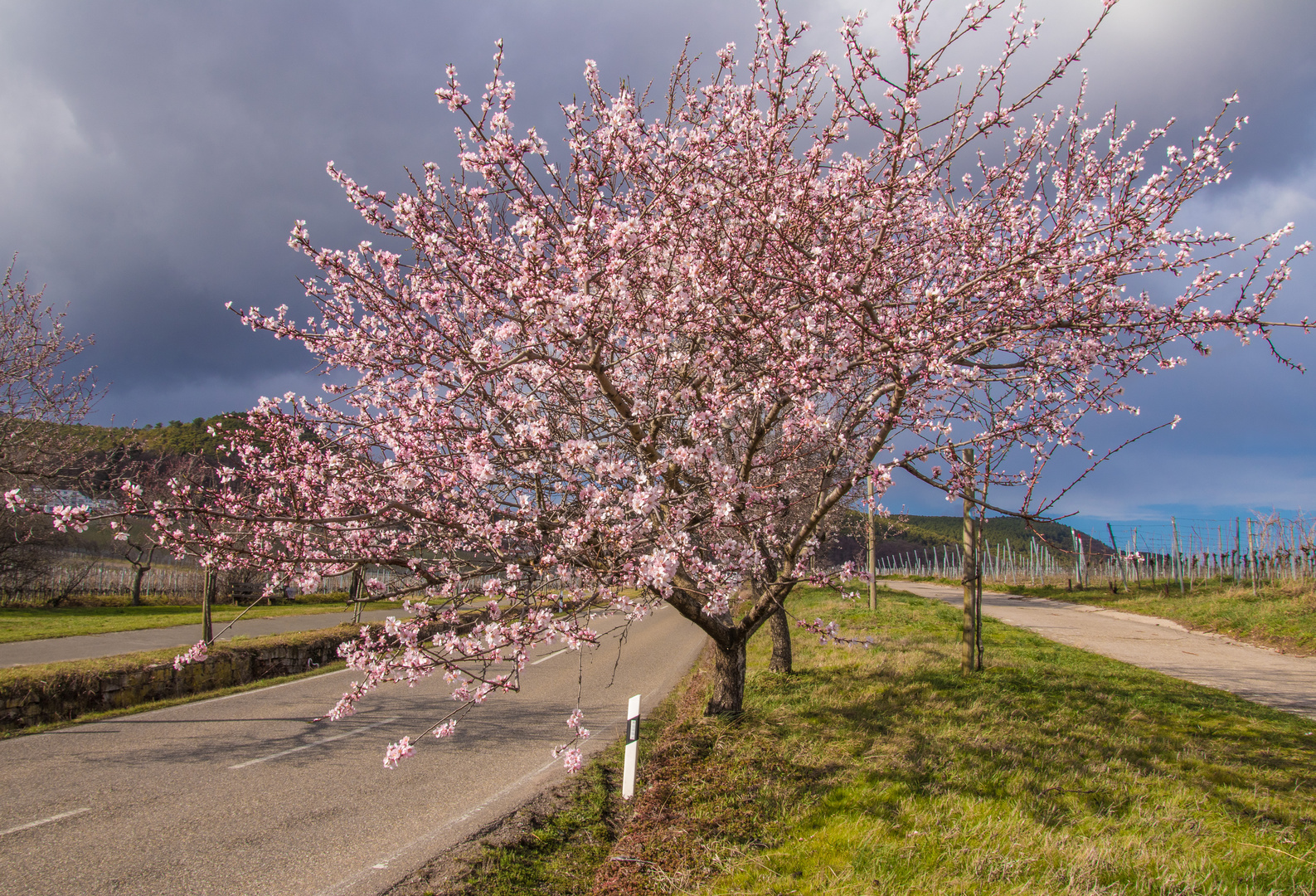 Der Frühling ist nahe