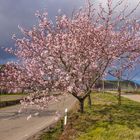 Der Frühling ist nahe