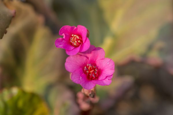 Der Frühling ist nicht mehr aufzuhalten 13