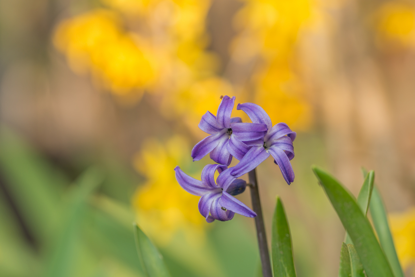 Der Frühling ist nicht mehr aufzuhalten 15