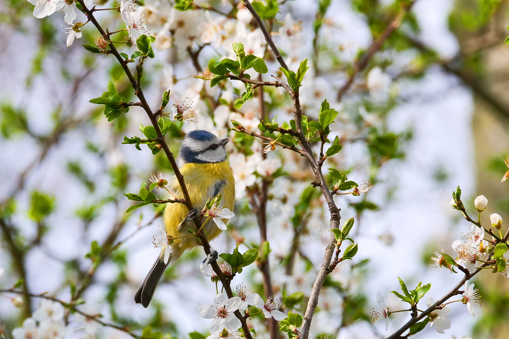 Der Frühling ist nicht mehr aufzuhalten...