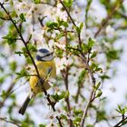 Der Frühling ist nicht mehr aufzuhalten...