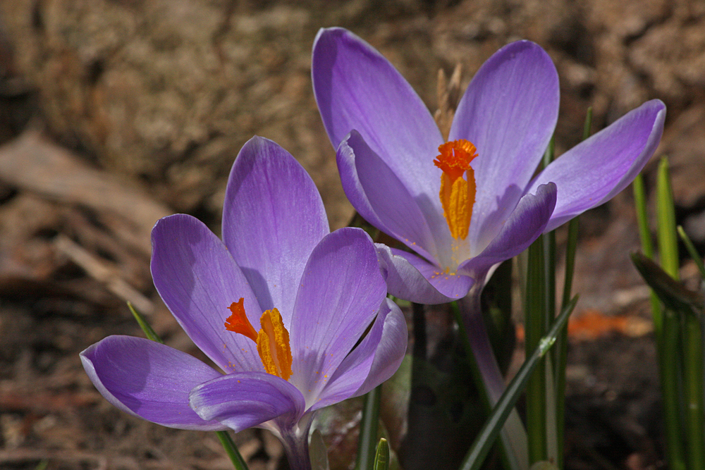 Der Frühling ist nicht mehr aufzuhalten!