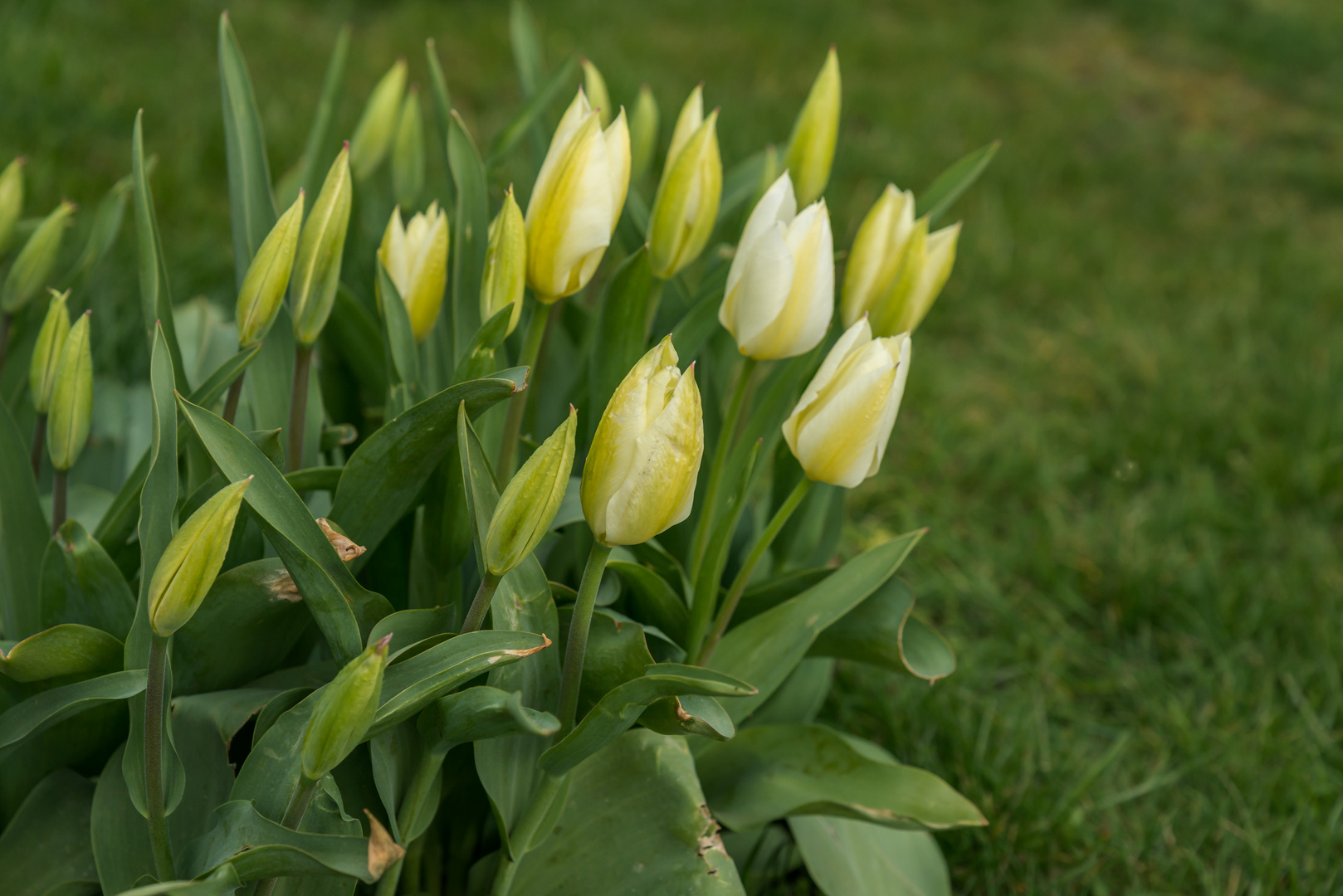 Der Frühling ist nicht mehr aufzuhalten 4