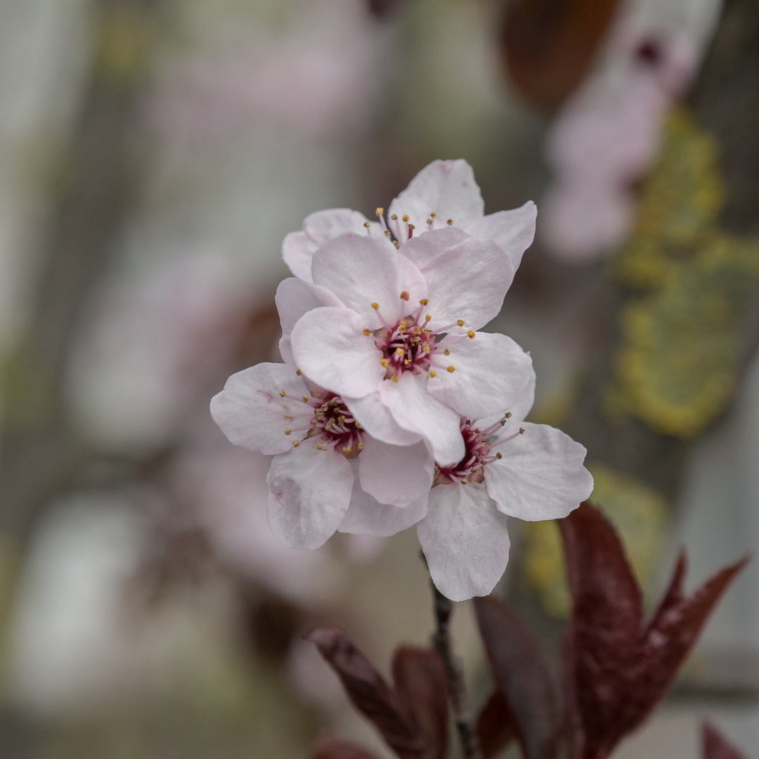 Der Frühling ist nicht mehr aufzuhalten 5