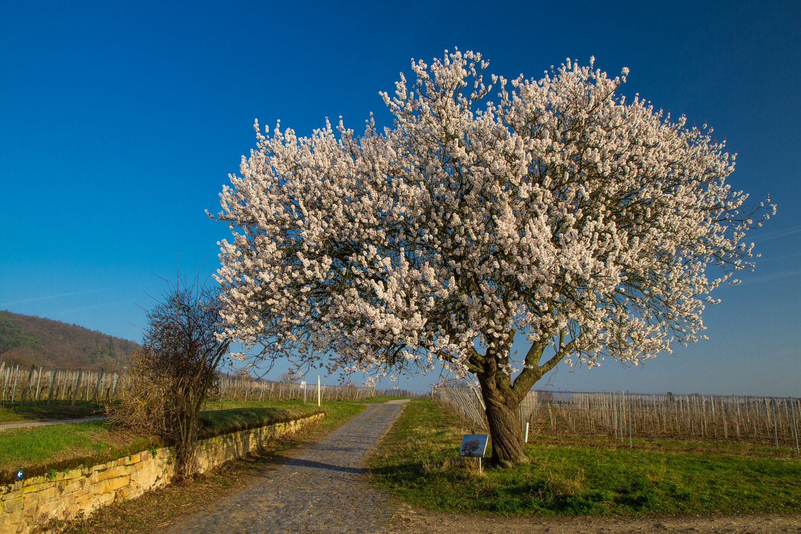 Der Frühling ist nicht mehr aufzuhalten...