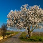 Der Frühling ist nicht mehr aufzuhalten...