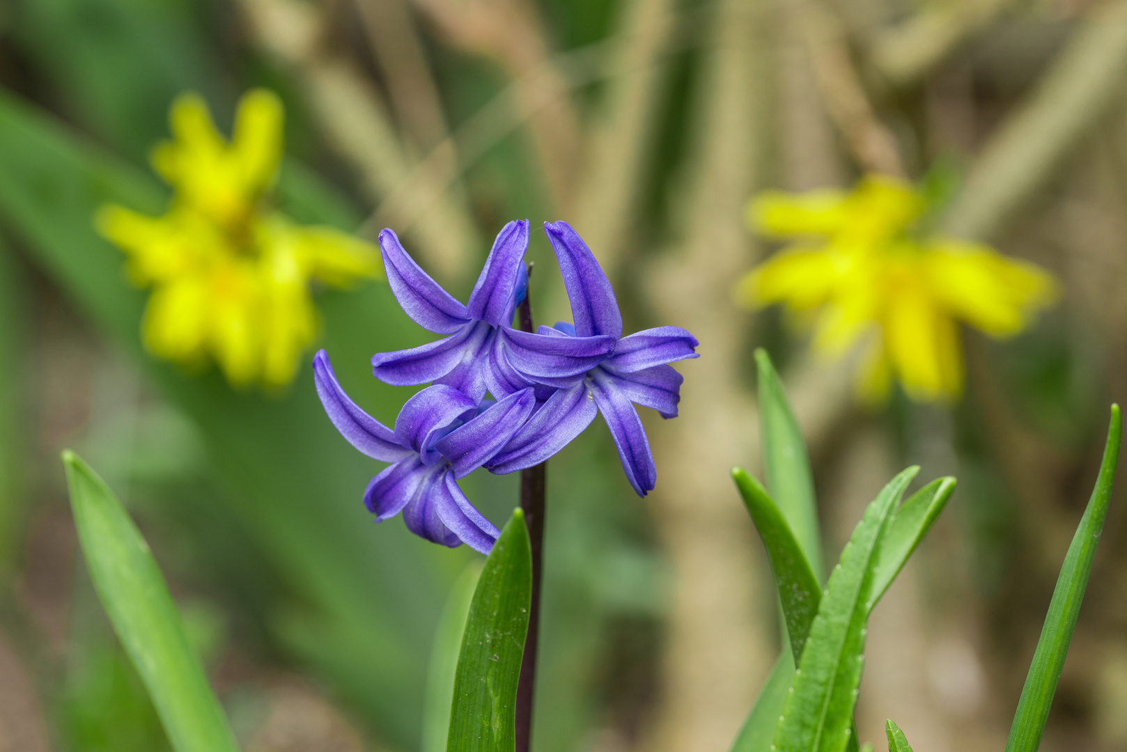 Der Frühling ist nicht mehr aufzuhalten 7