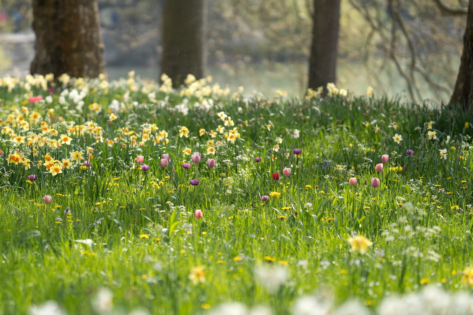 Der Frühling ist nicht mehr aufzuhalten