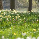 Der Frühling ist nicht mehr aufzuhalten