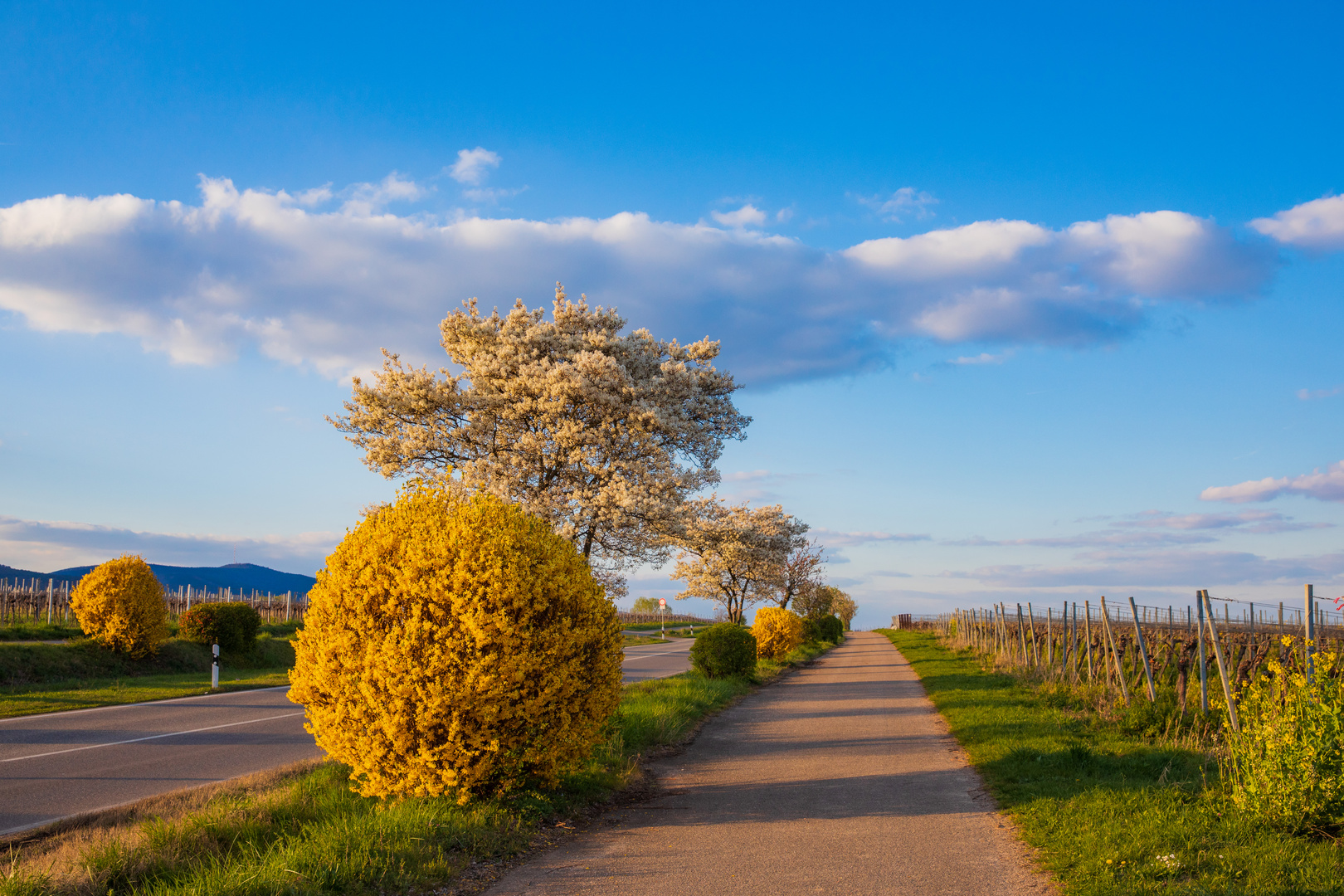 Der Frühling ist nicht mehr aufzuhalten