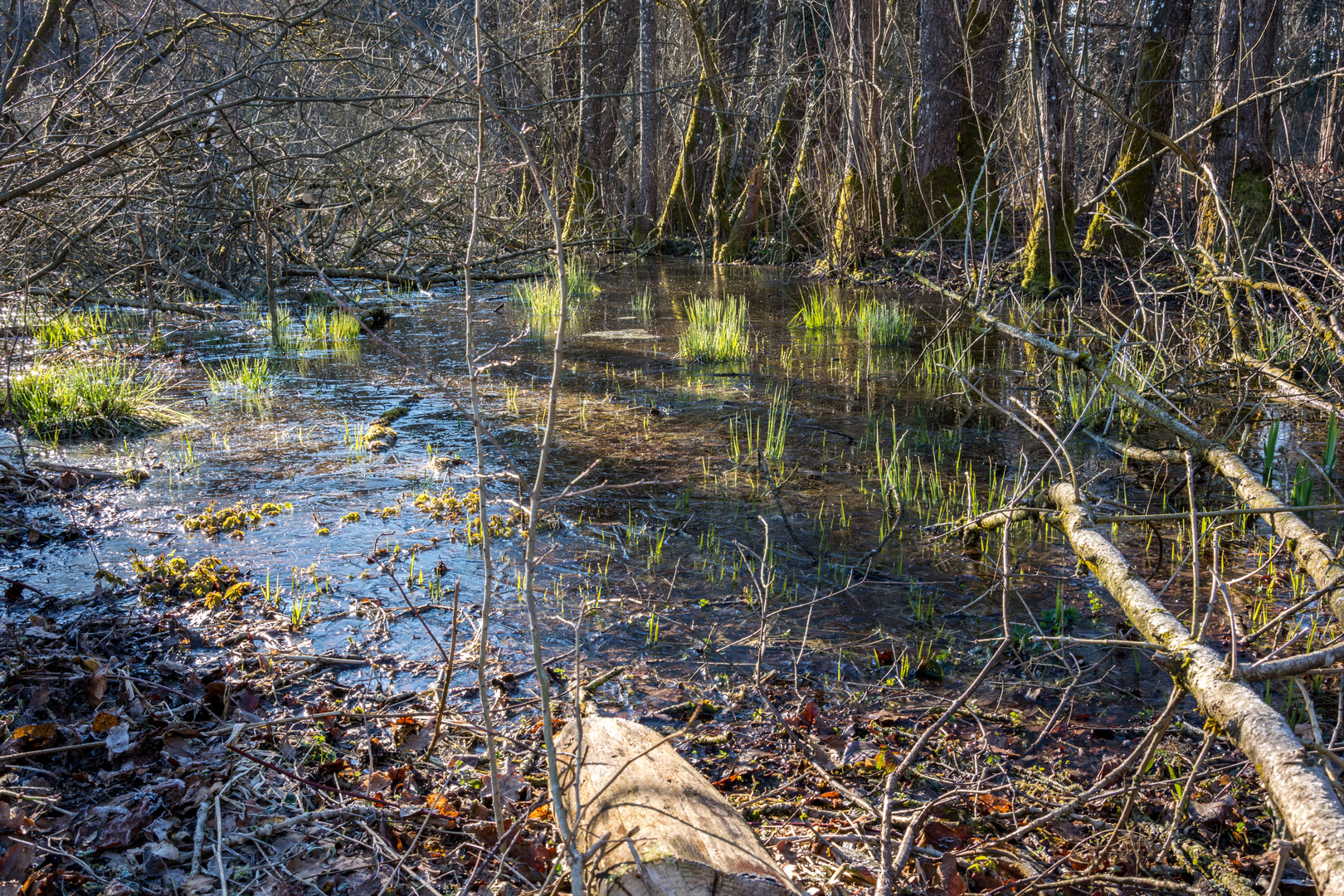 Der Frühling ist nicht mehr aufzuhalten