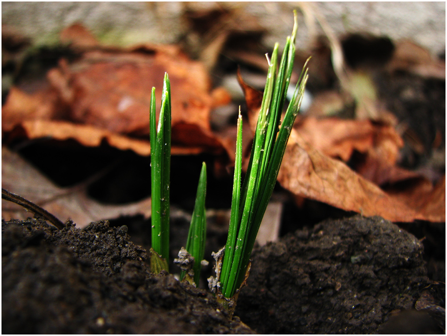 Der Frühling ist nicht mehr aufzuhalten!