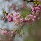 Der Frühling ist nicht mehr aufzuhalten......