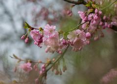 Der Frühling ist nicht mehr aufzuhalten......