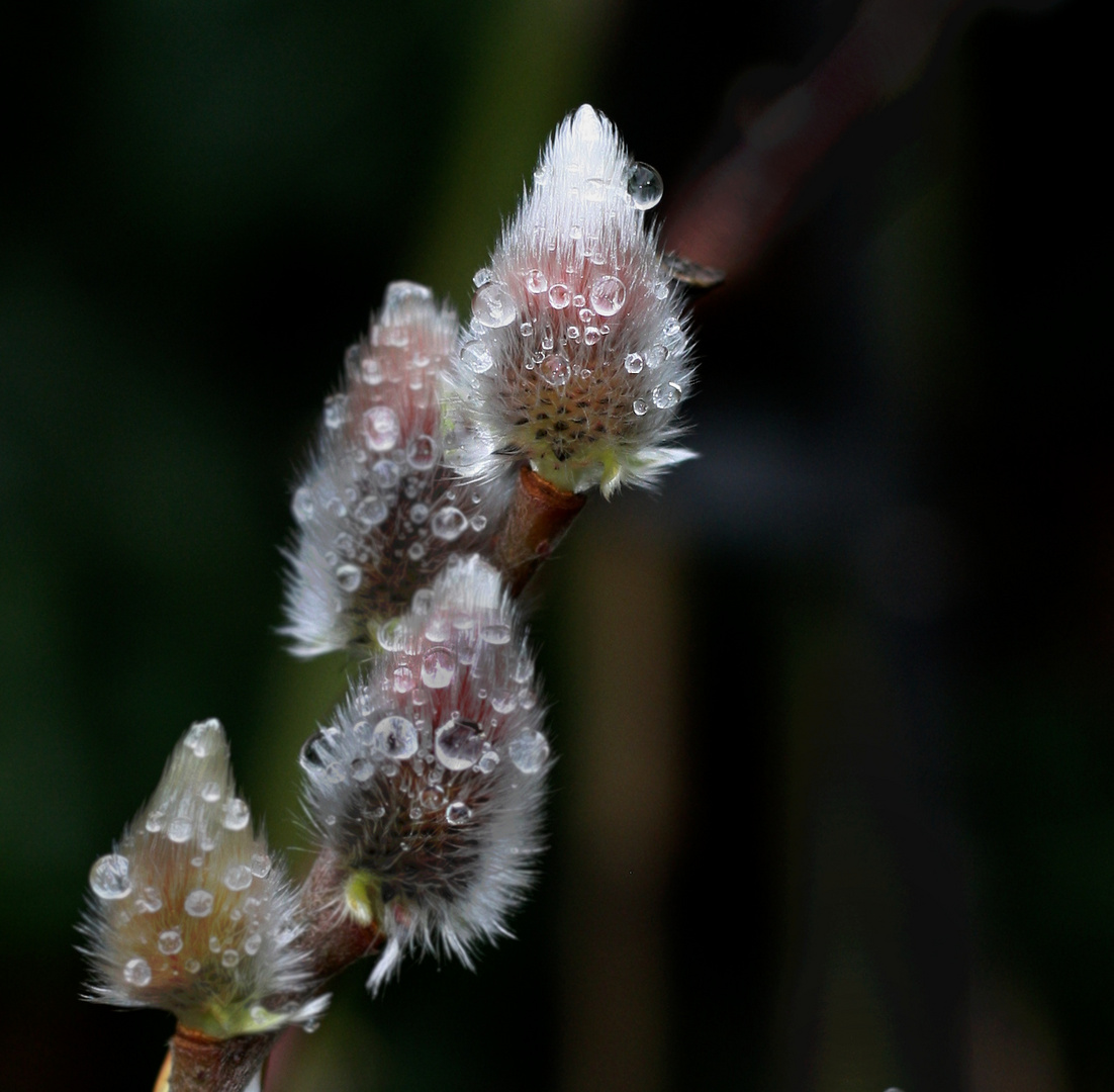 Der Frühling ist nicht mehr fern