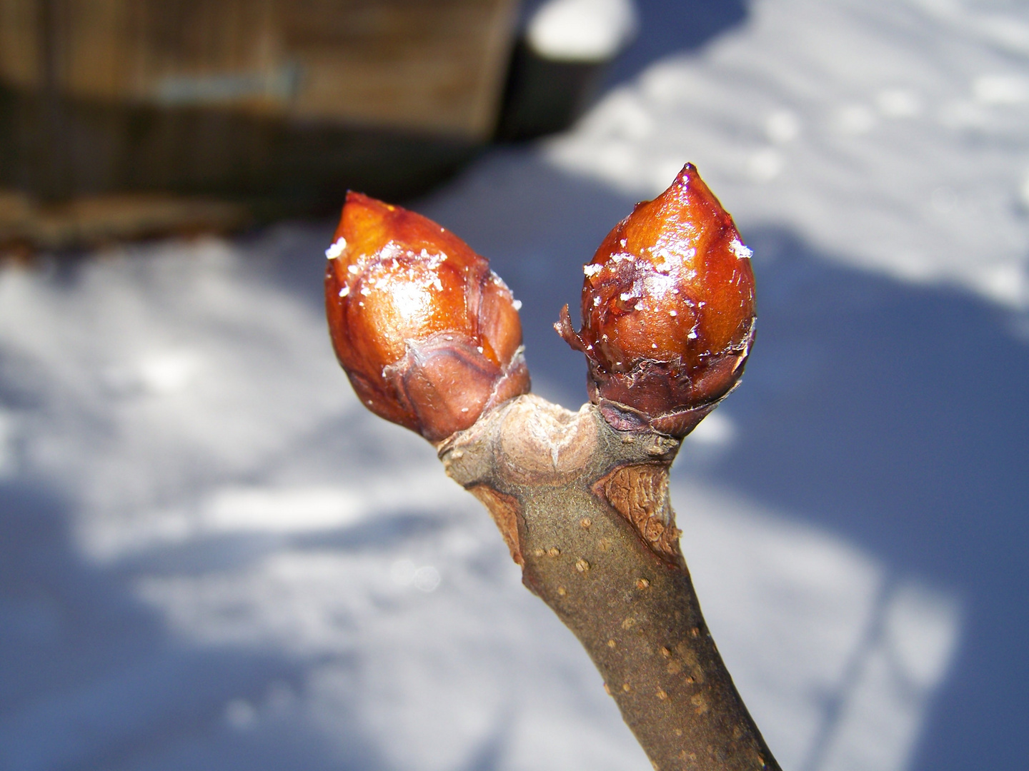 Der Frühling ist nicht mehr weit.