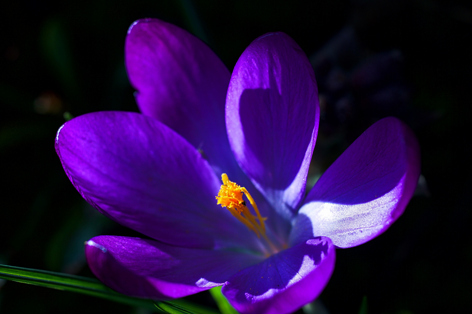 Der Frühling ist nicht mehr weit