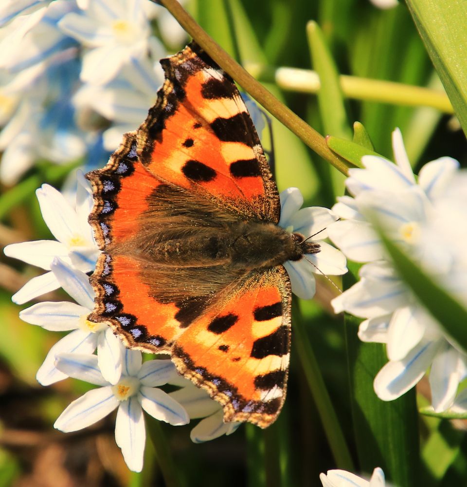 Der Frühling ist nicht mehr weit.