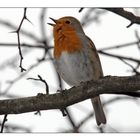 Der Frühling ist nicht mehr weit weg - Rotkählchen