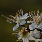 Der Frühling ist nicht mehr zu leugnen